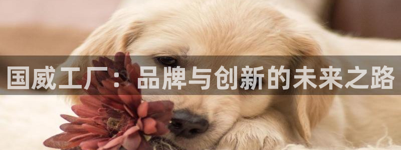 fb体育平台假的吗是真的吗吗：国威工厂：品牌与创新的